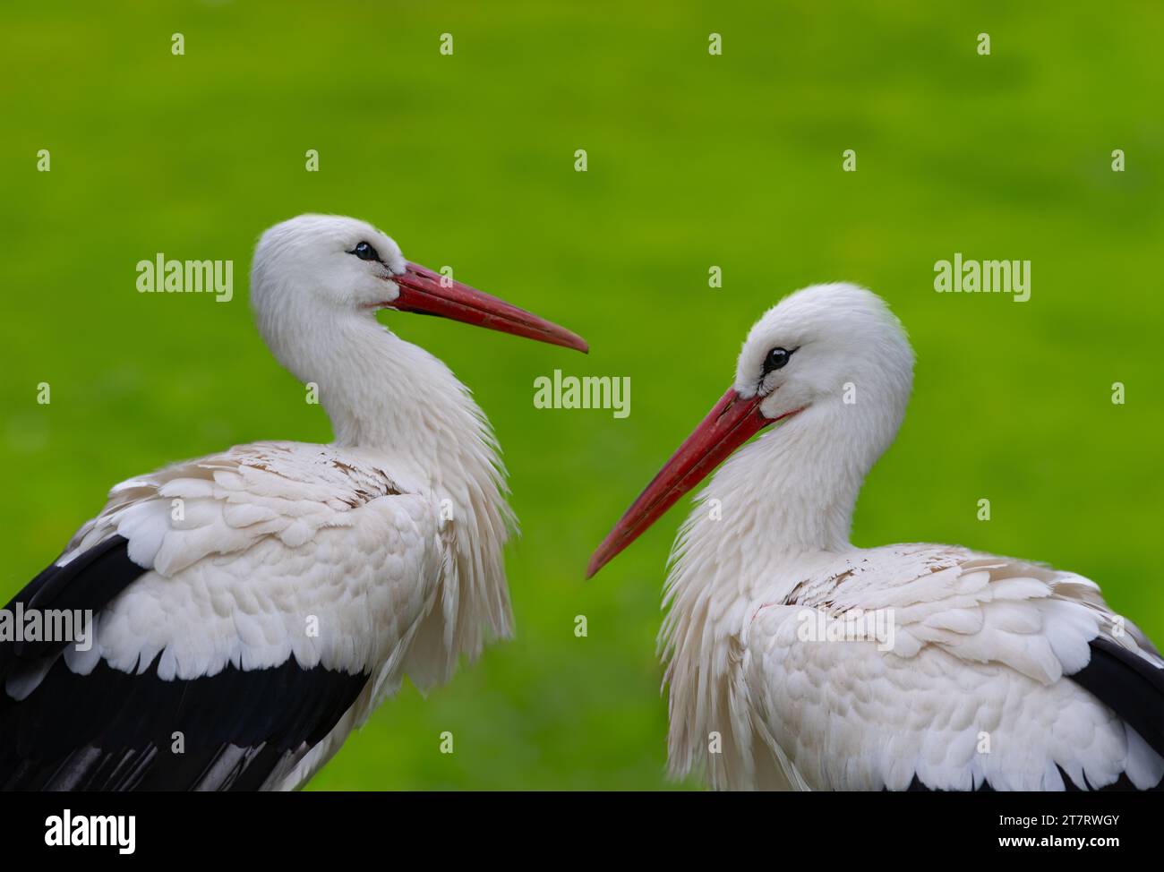 Two stork hi-res stock photography and images - Alamy
