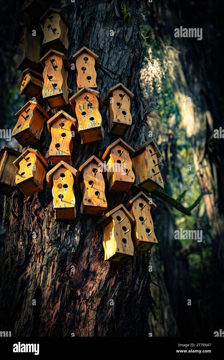 Forest bird city. A tree made from nothing but birdhouses. Stock Photo