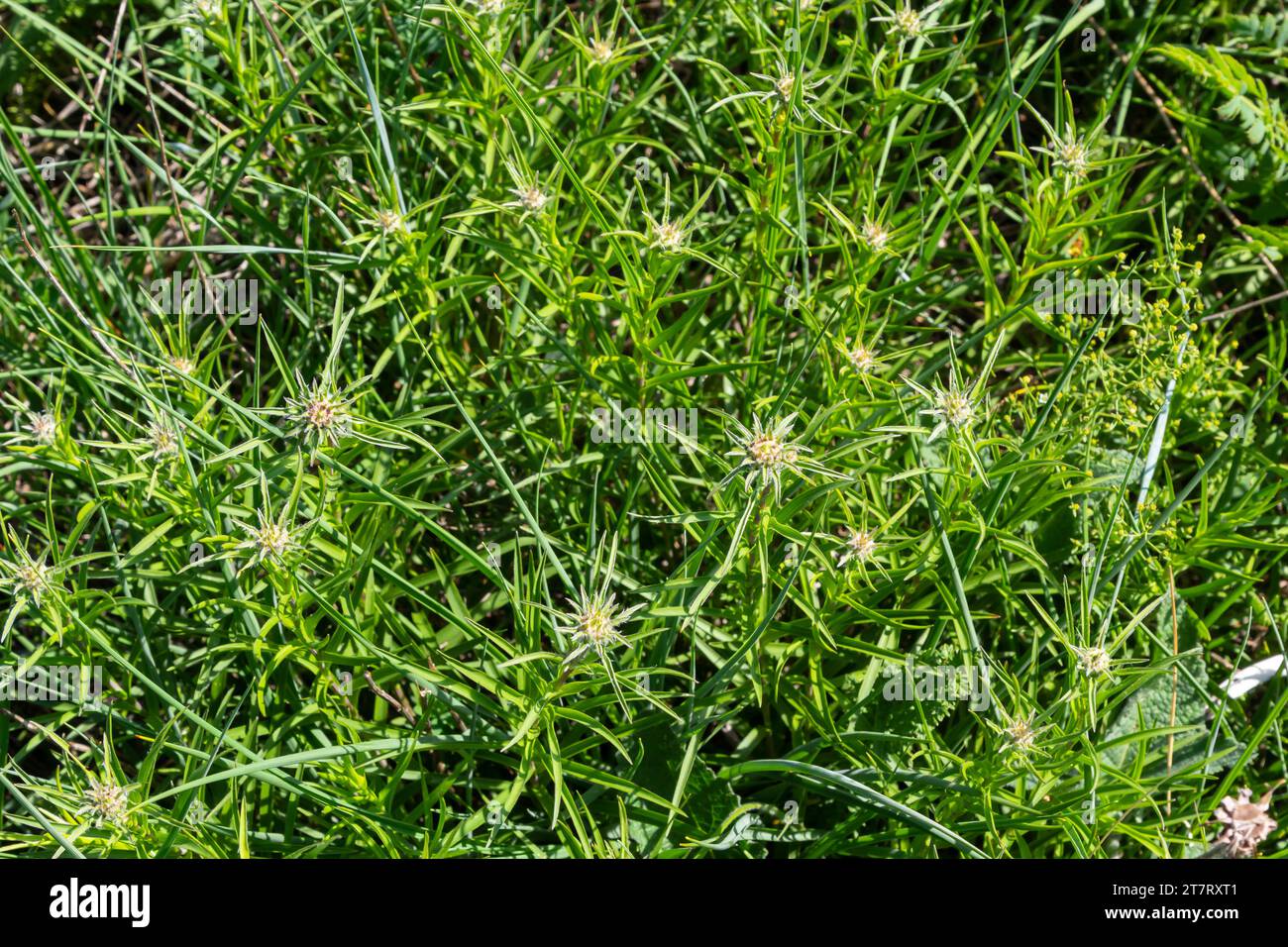 Carlina biebersteinii plant at field at nature. Carlina vulgaris or Carline thistle, family Asteraceae Compositae. Carlina corymbosa. Stock Photo