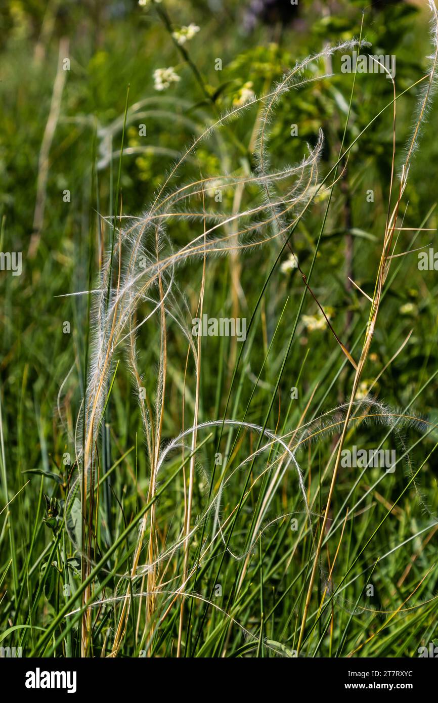 Feather grass, Stipa pennata and Timothy grass, Phleum pratense in a steppe meadow. Stock Photo