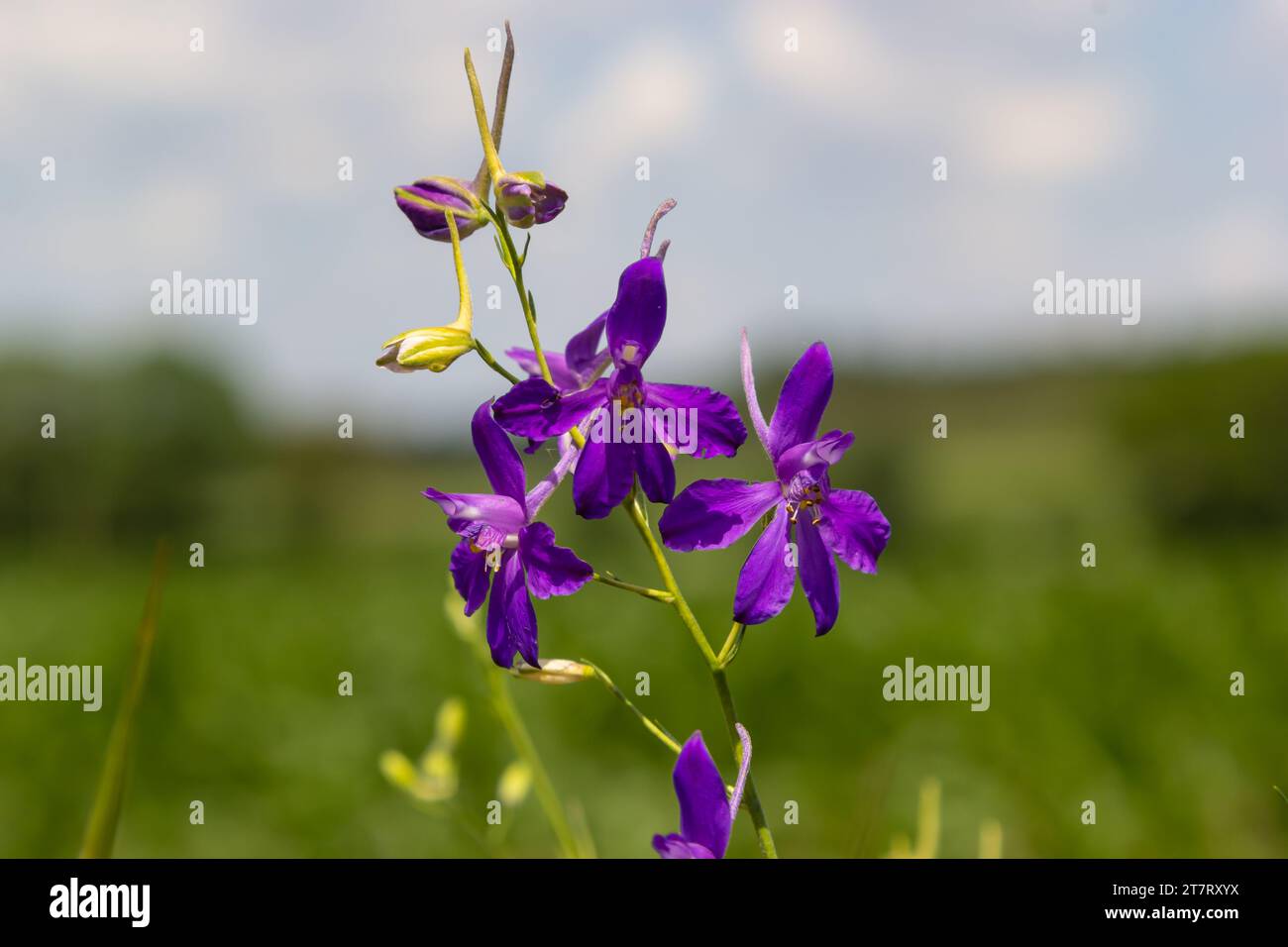 Rocket larkspur hi-res stock photography and images - Alamy