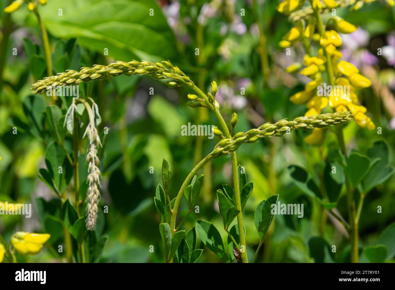 Lembotropis nigricans subsp. australis, Fabaceae. Wild plant shot in summer. Stock Photo