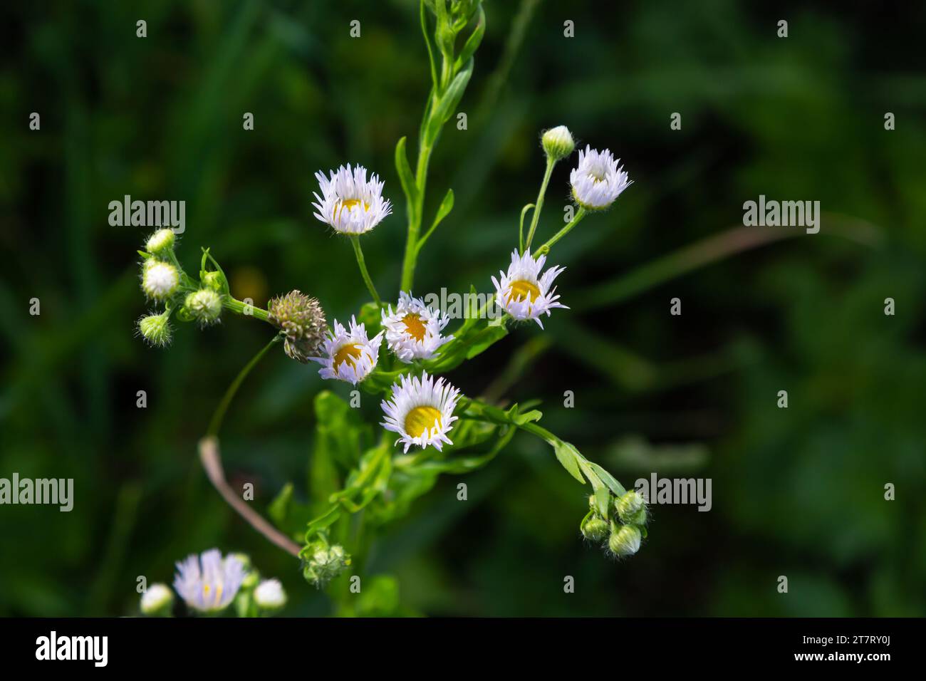 Philadelphia Fleabane, Erigeron philadelphicus of the family Asteraceae. Stock Photo