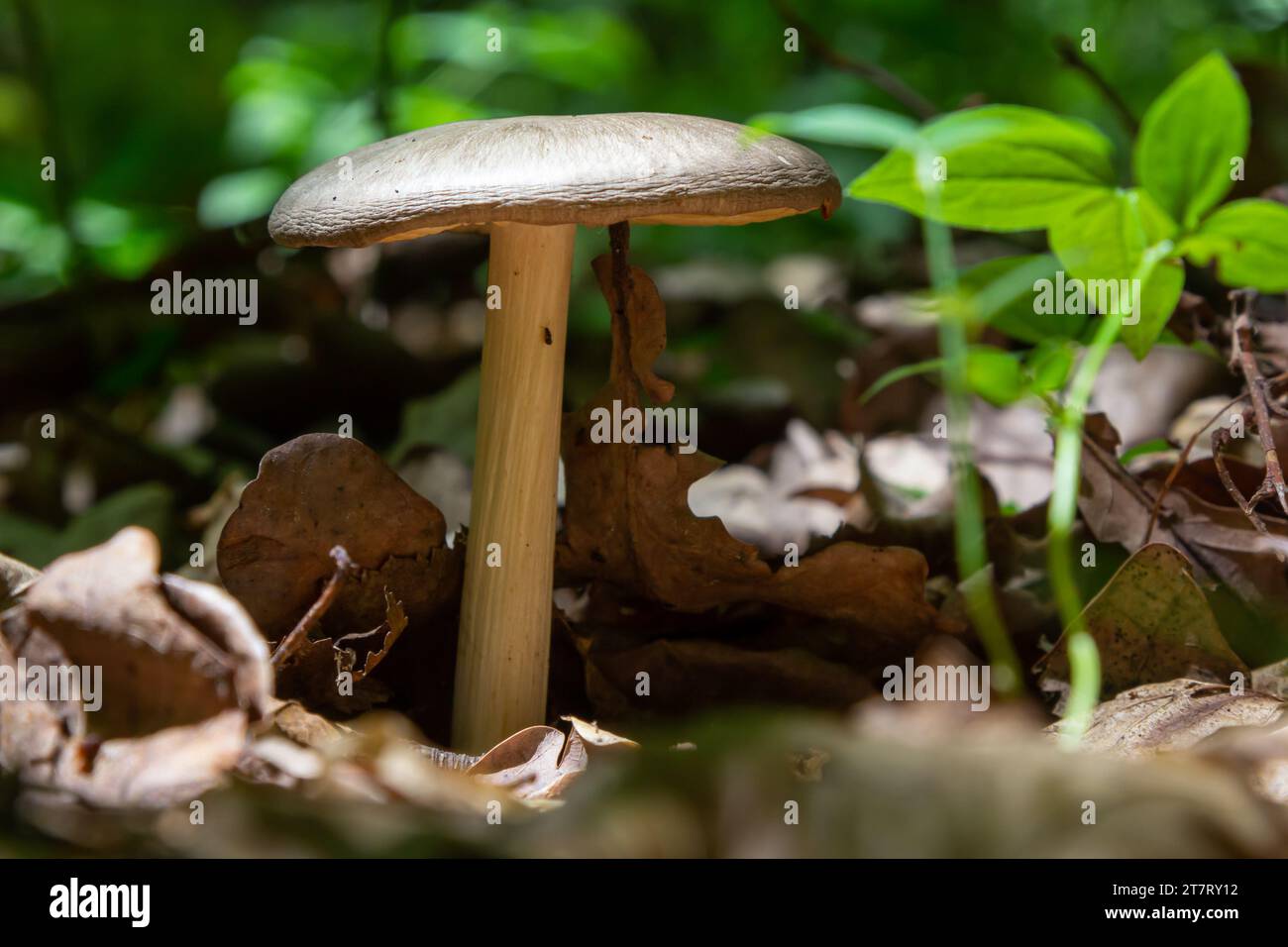 Small mushroom Psathyrella spadiceogrisea in the dry autumn forest. Stock Photo