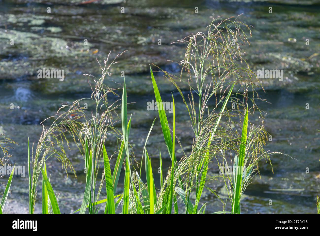 weeds in paddy field, sedges against the background of the river on a sunny day in the natural environment. Stock Photo