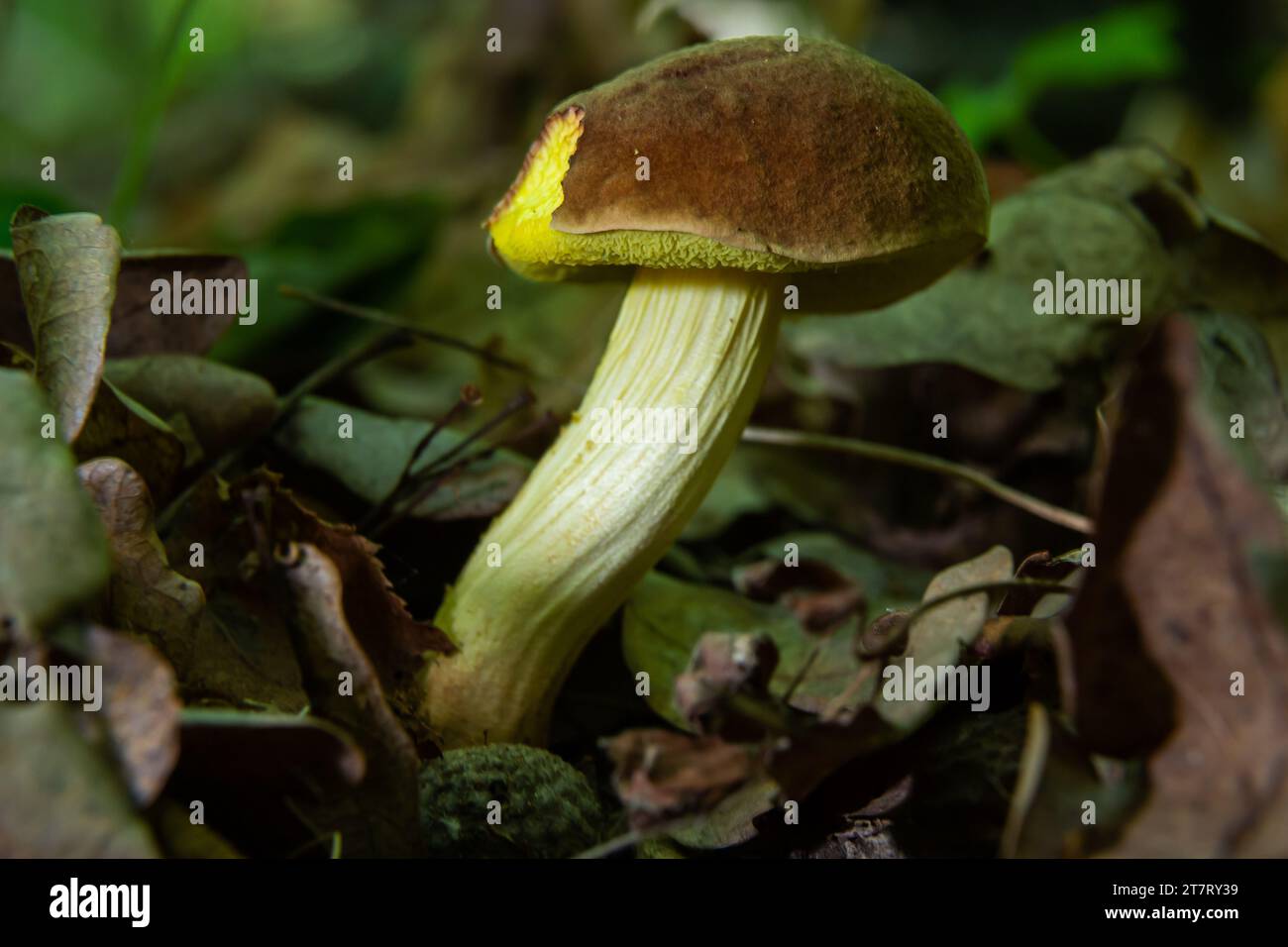 Mushroom Xerocomus subtomentosus, commonly known as suede bolete, brown and yellow bolet, boring brown bolete or yellow-cracked bolete in forest in th Stock Photo