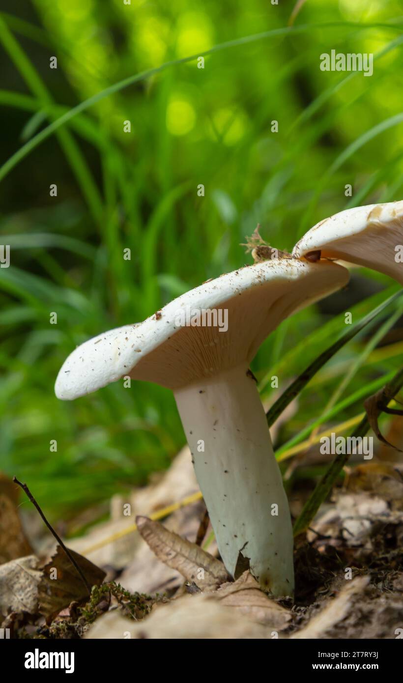 Lactarius piperatus or Peppery milkcap, widespread and popular edible mushroom, well known for its peppery, white milk. Stock Photo