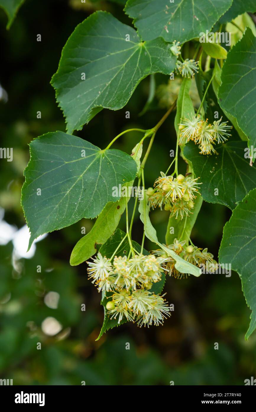 Beauty of tilia europea hi-res stock photography and images - Alamy