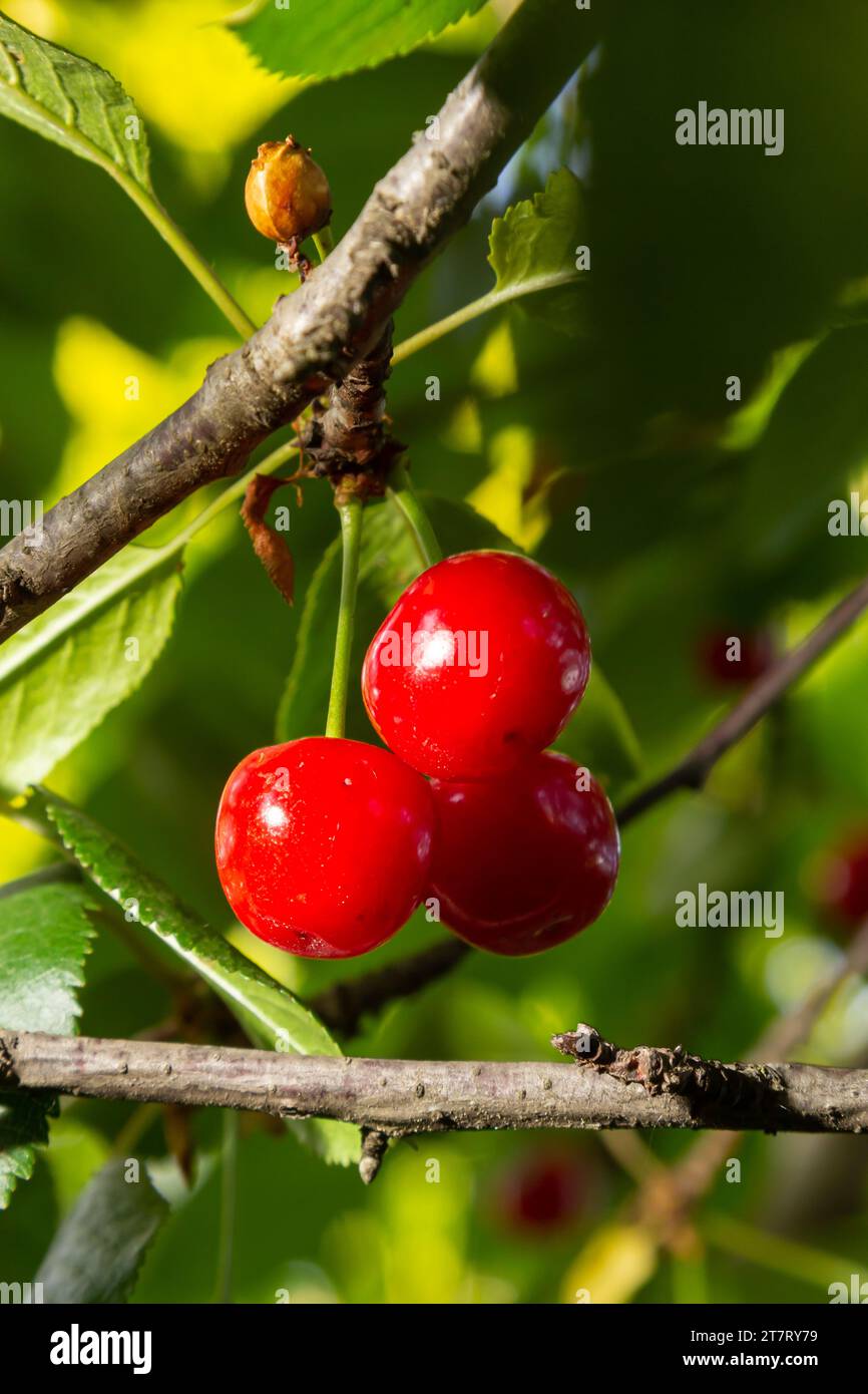 Red Ripe Cherry Berries Prunus subg. Cerasus on tree In Summer Vegetable Garden. Stock Photo