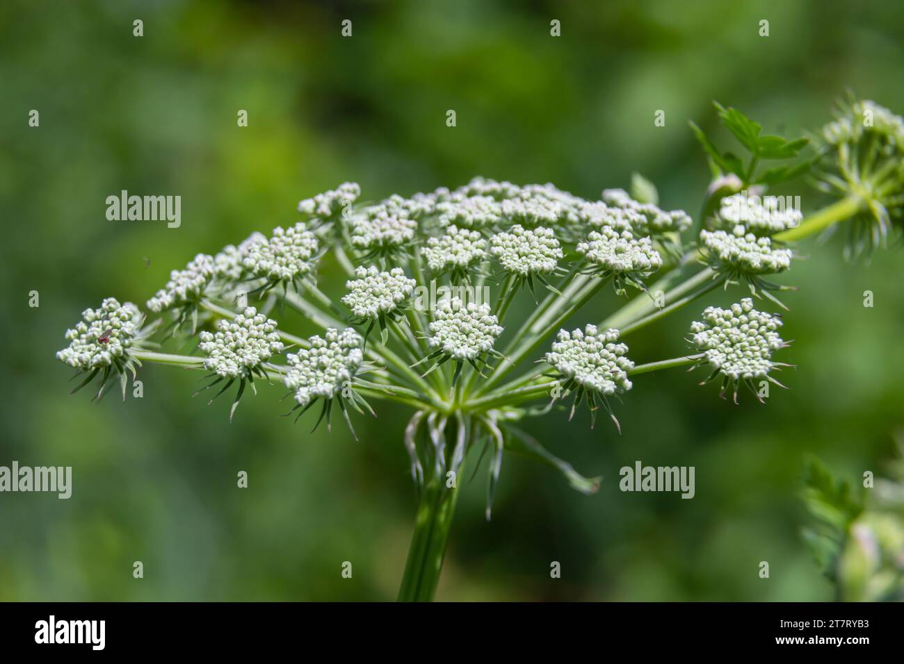 Flowering black cumin, Bunium bulbocastanum in the natural environment on a green background. Stock Photo