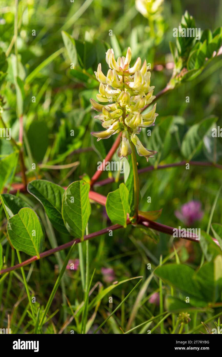 Astragalus Astragalus glycyphyllos grows in the wild. Stock Photo