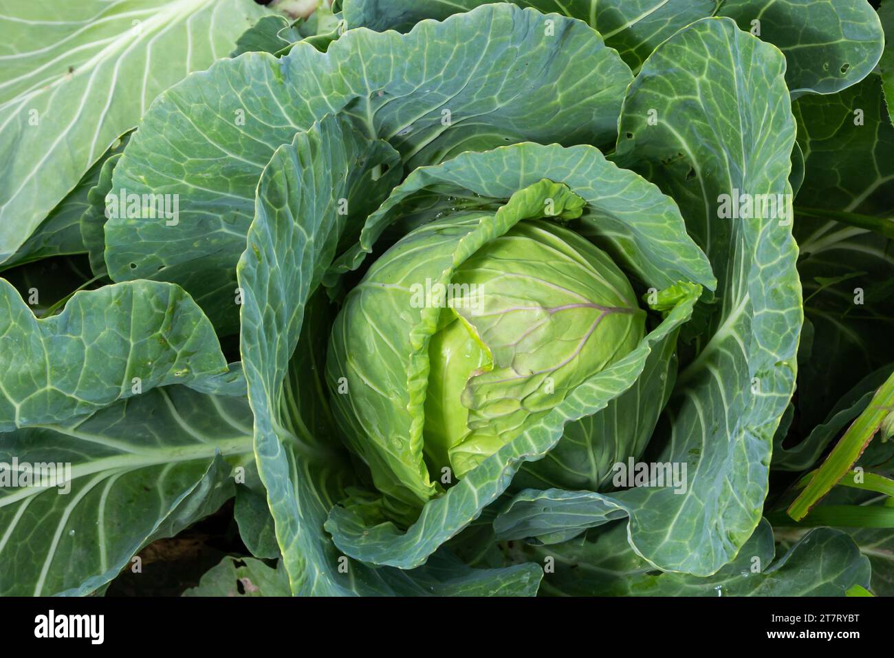 young cabbage grows in the farmer field, growing cabbage in the open field. agricultural business. Stock Photo