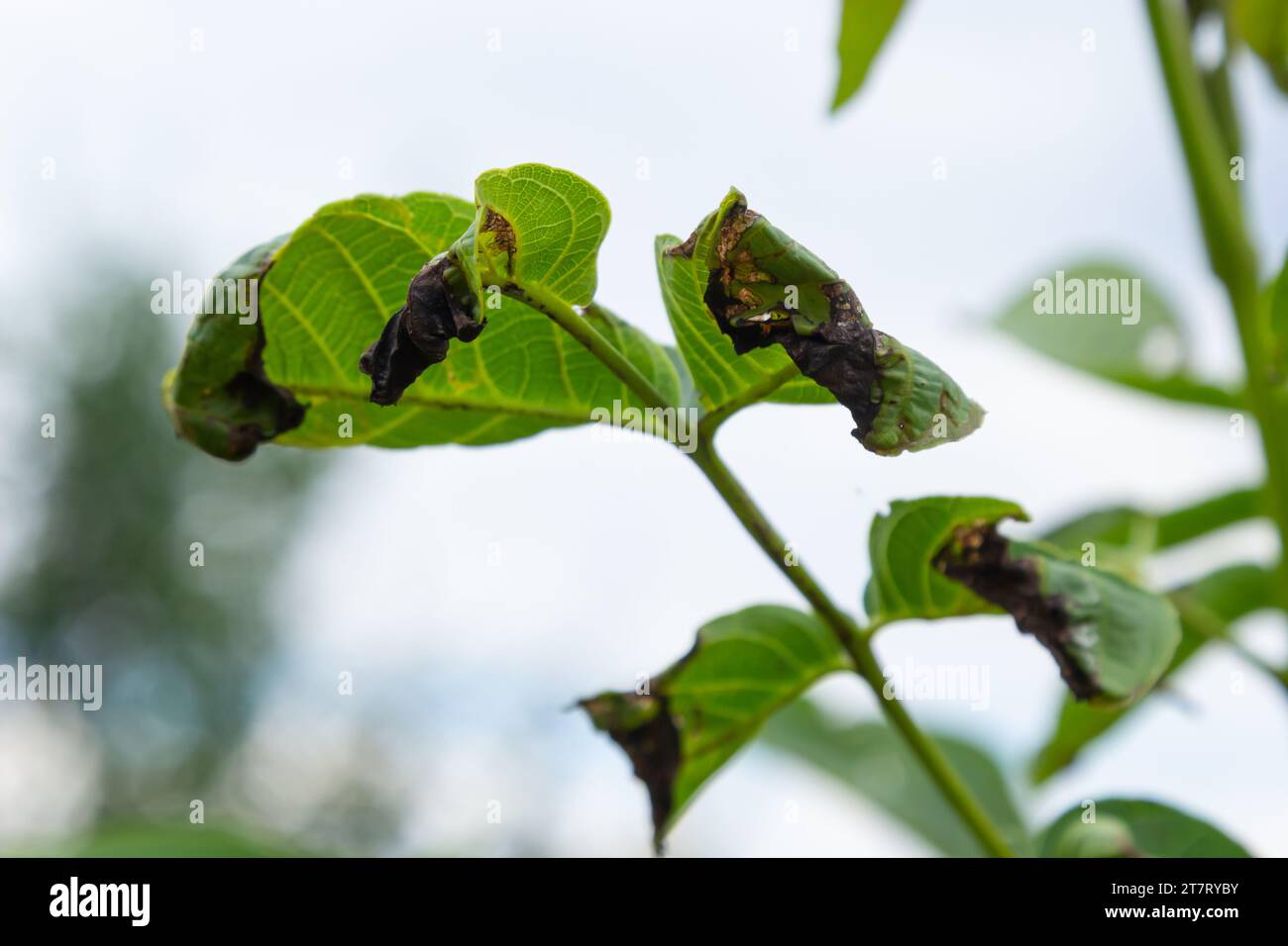 Walnut anthracnose or walnut black spot - Gnomonia, Ophiognomonia leptostyla, fungal plant pathogen. Stock Photo
