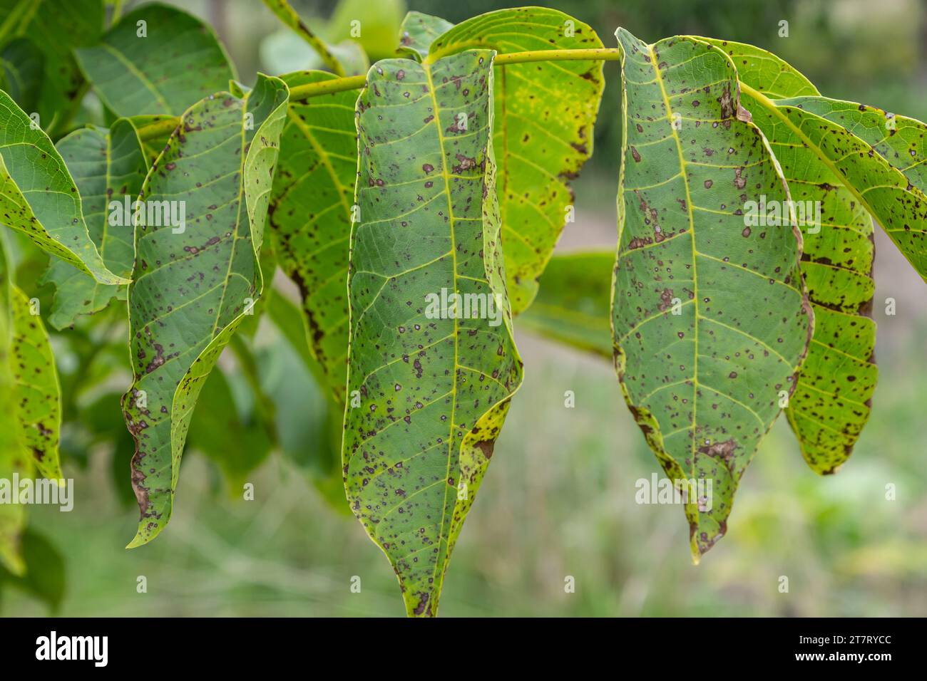 Walnut anthracnose or walnut black spot - Gnomonia, Ophiognomonia leptostyla, fungal plant pathogen. Stock Photo
