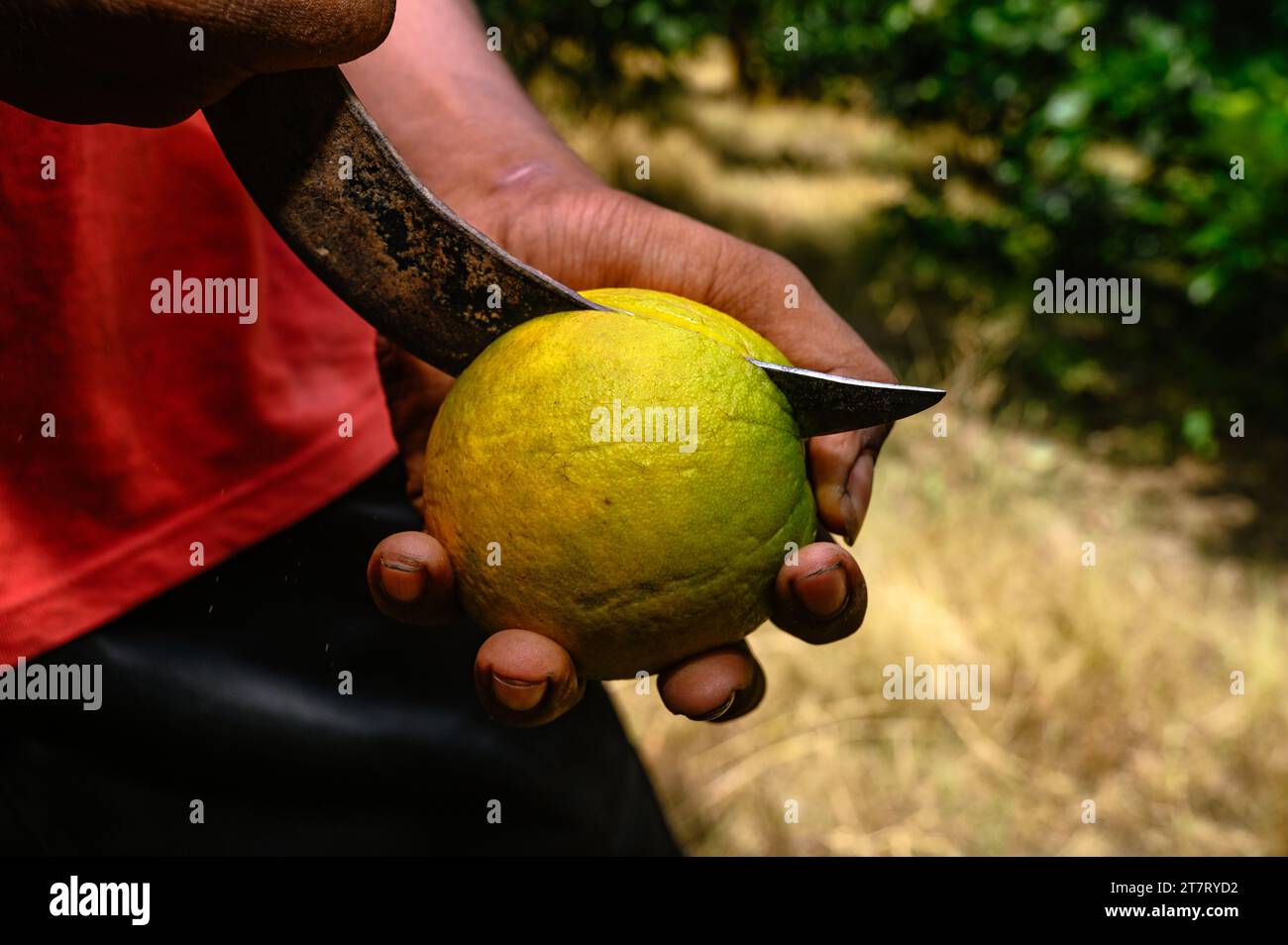 Sweet Malta Orange Fruit Plant or Sweet Malta Lemon is a delicious and easytopeel fruit; rich