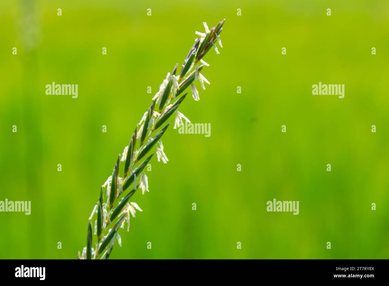 In the wild, a couch grass, Elymus repens, cereal plant grows in the meadow. Stock Photo
