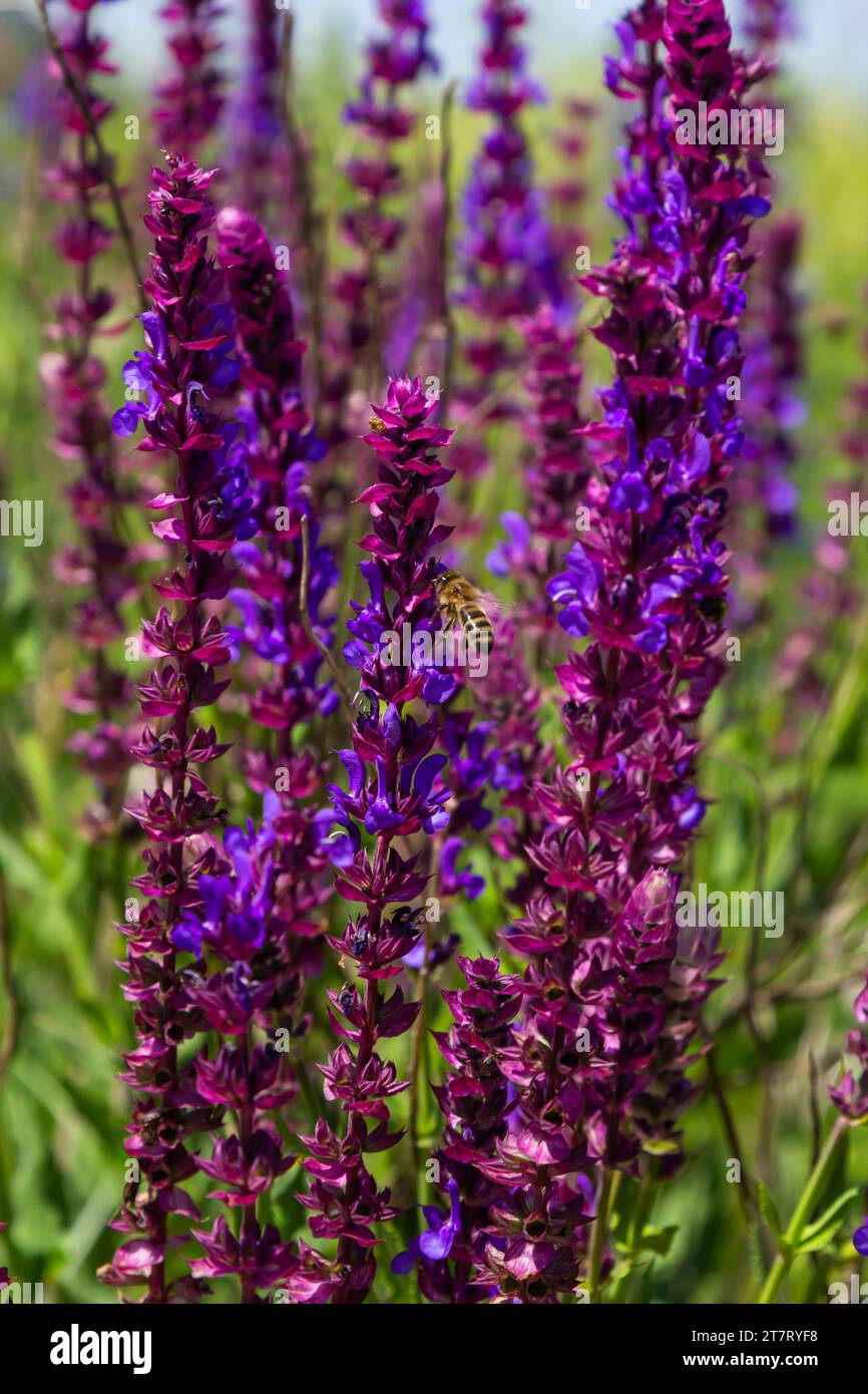 Close up Salvia nemorosa herbal plant with violet flowers in a meadow. Stock Photo