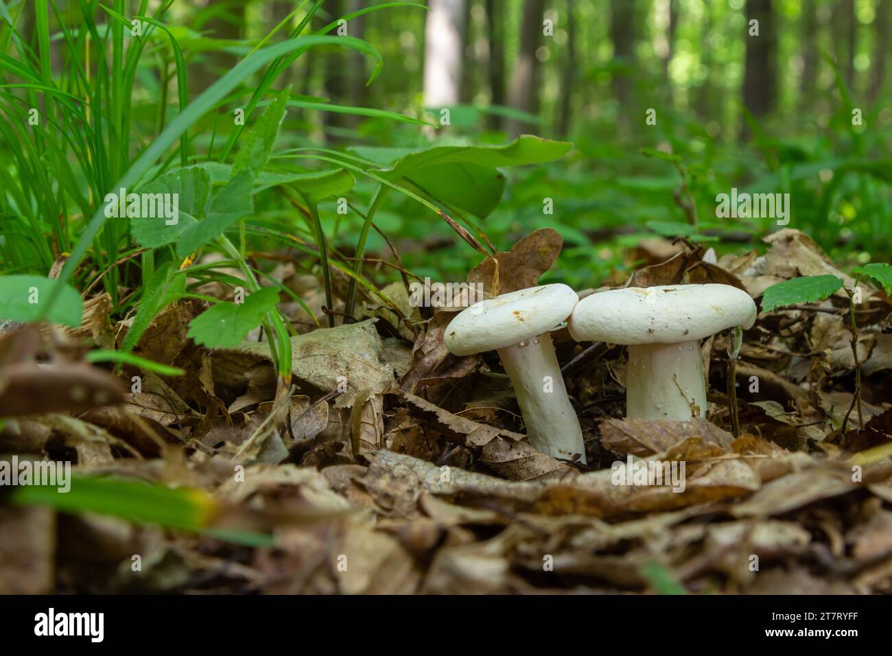 Lactarius piperatus or Peppery milkcap, widespread and popular edible mushroom, well known for its peppery, white milk. Stock Photo