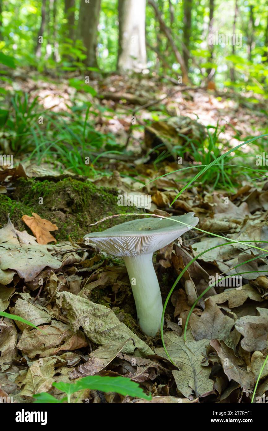 Common Russula on the ground in the forest on a summer day in a natural environment. Stock Photo