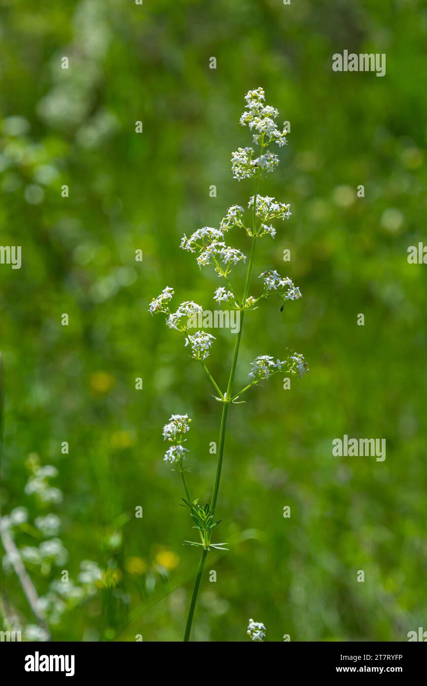 Galium mollugo is a herbaceous annual plant of the family Rubiaceae. It shares the name hedge bedstraw with the related European species, Galium. Stock Photo