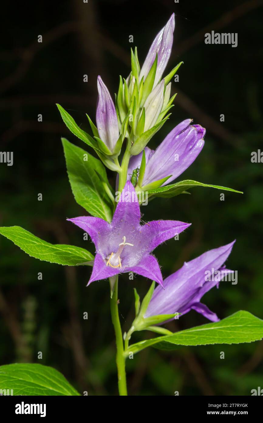 Close-up of flowering nettle-leaved bellflower on dark blurry natural background. Campanula trachelium. Beautiful detail of hairy violet bell shaped f Stock Photo