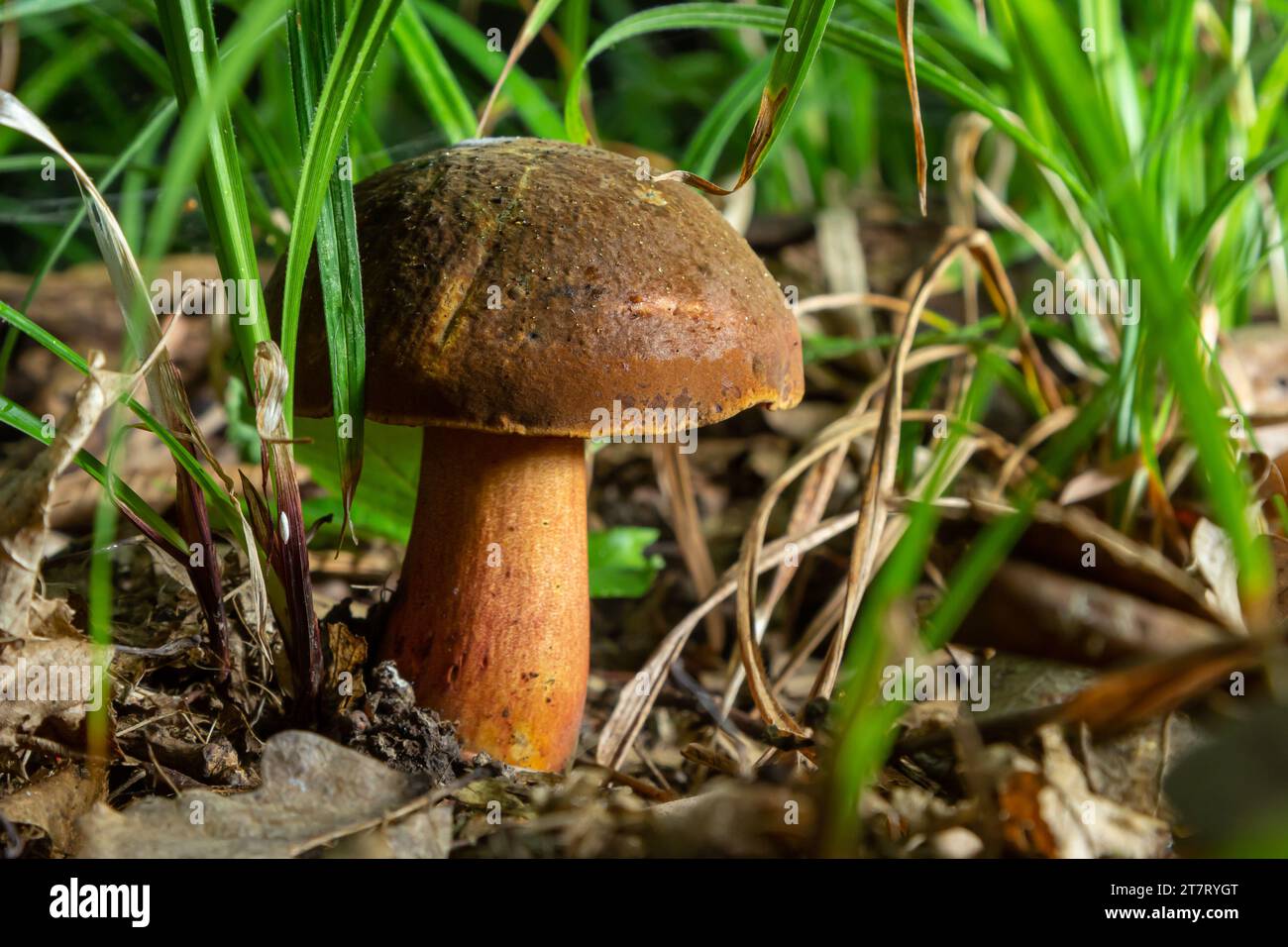 Boletus erythopus or Neoboletus luridiformis mushroom in the forest growing on green grass and wet ground natural in autumn season. Boletus luridiform Stock Photo