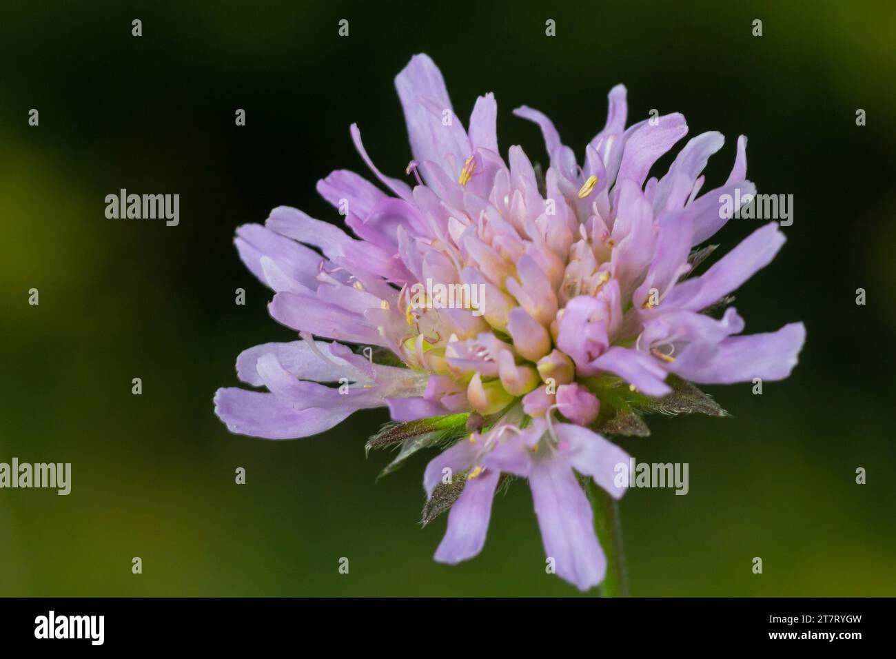 Beautiful single flower of the field scabious Knautia arvensis, close-up view on the green blurred background. Stock Photo