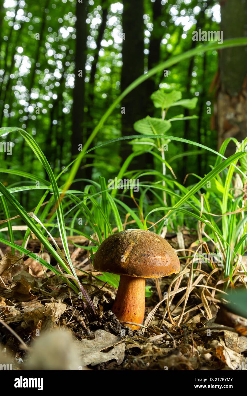 Boletus erythopus or Neoboletus luridiformis mushroom in the forest growing on green grass and wet ground natural in autumn season. Boletus luridiform Stock Photo