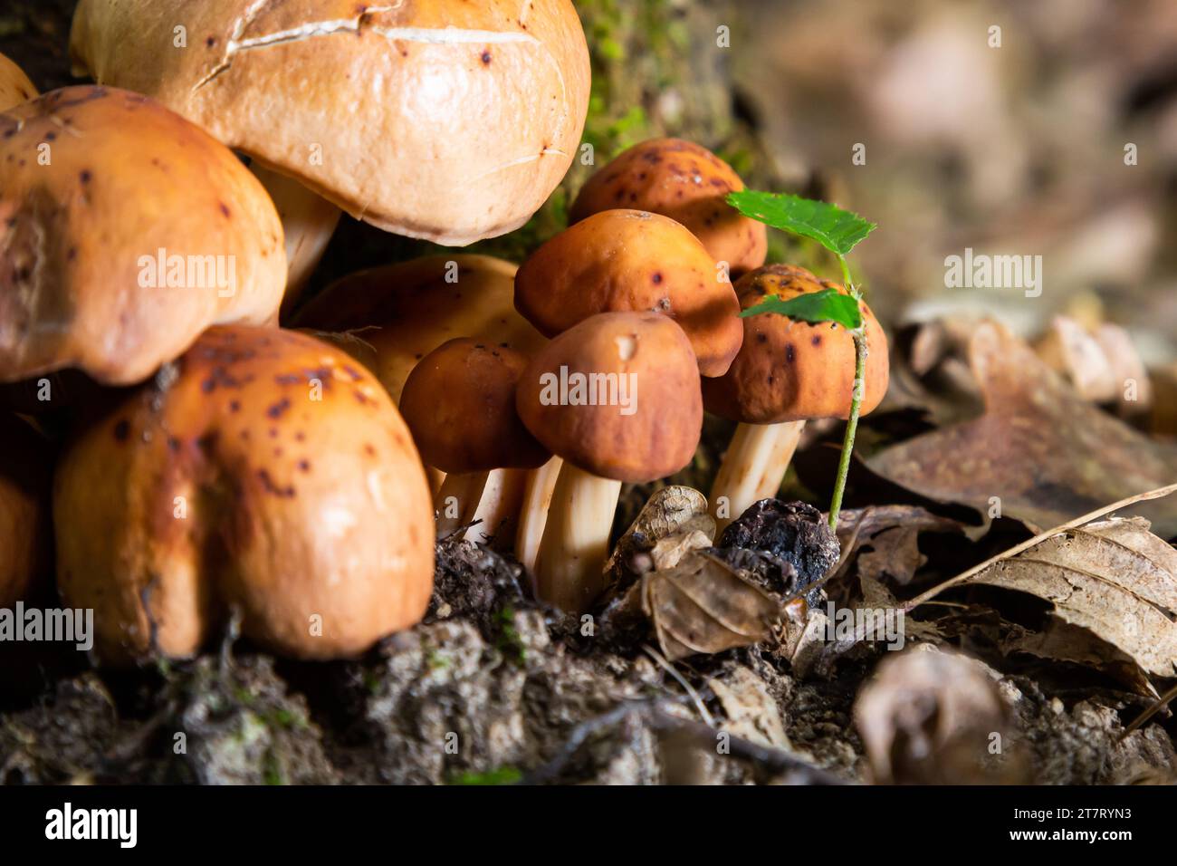 gymnopus fusipes mushroom cluster, edible when young. Stock Photo