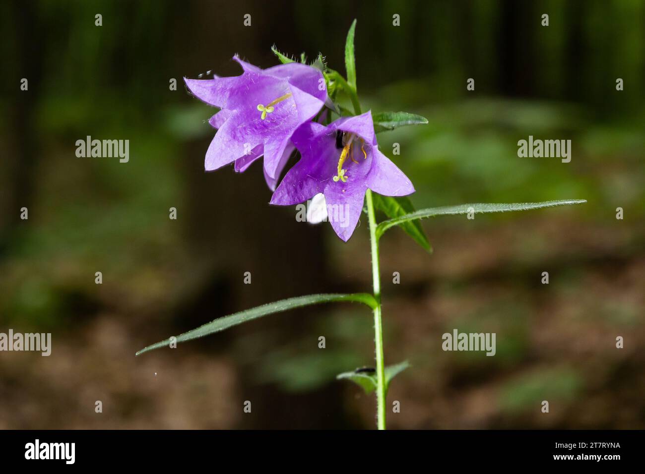 Close-up of flowering nettle-leaved bellflower on dark blurry natural background. Campanula trachelium. Beautiful detail of hairy violet bell shaped f Stock Photo