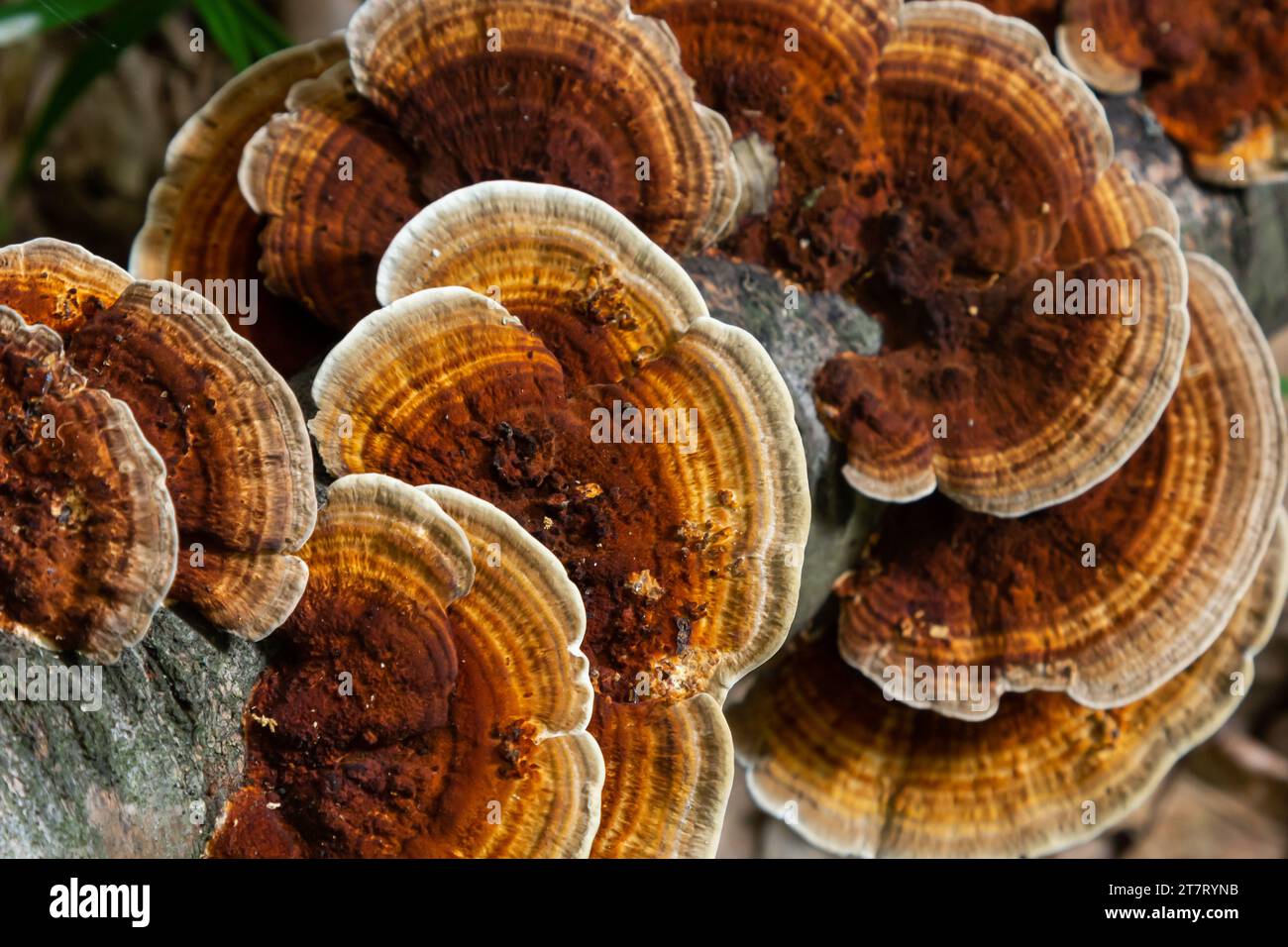 Anise mazegill, a brown rot fungus, Gloeophyllum odoratum. Stock Photo