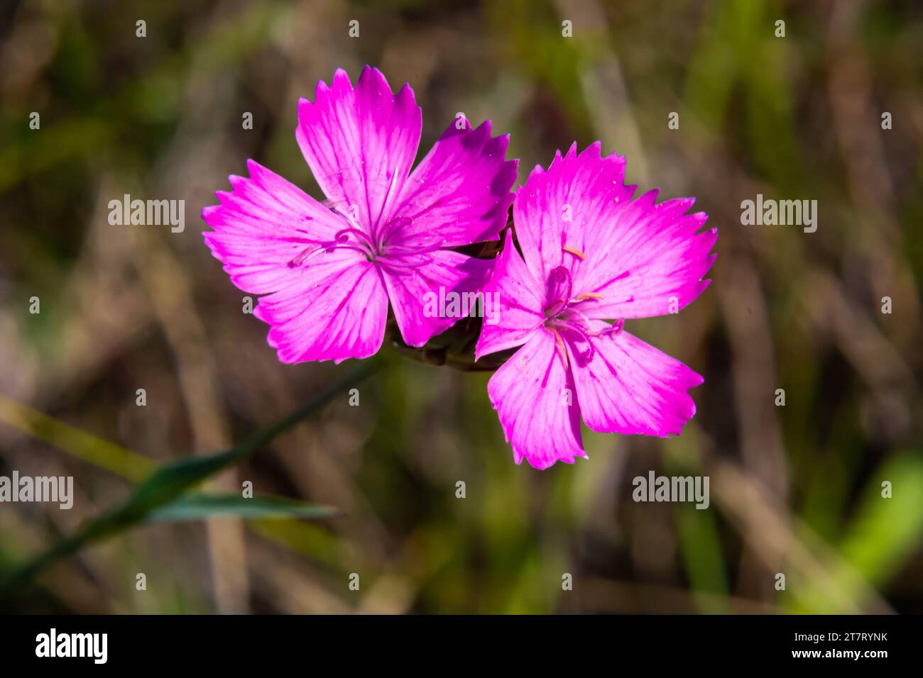 Carthusian pink flowers Dianthus carthusianorum on a summer meadow. Use in traditional medicine aggainst rheumatism. Stock Photo
