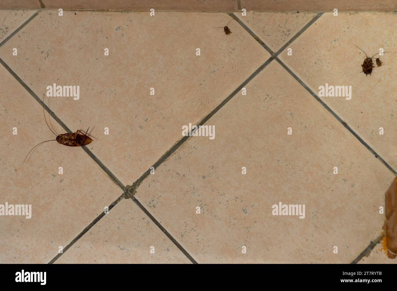 Dead cockroaches (Blattella germanica), on the bathroom floor, killed using a pesticide. Domestic pests. Cockroach infestation. Stock Photo