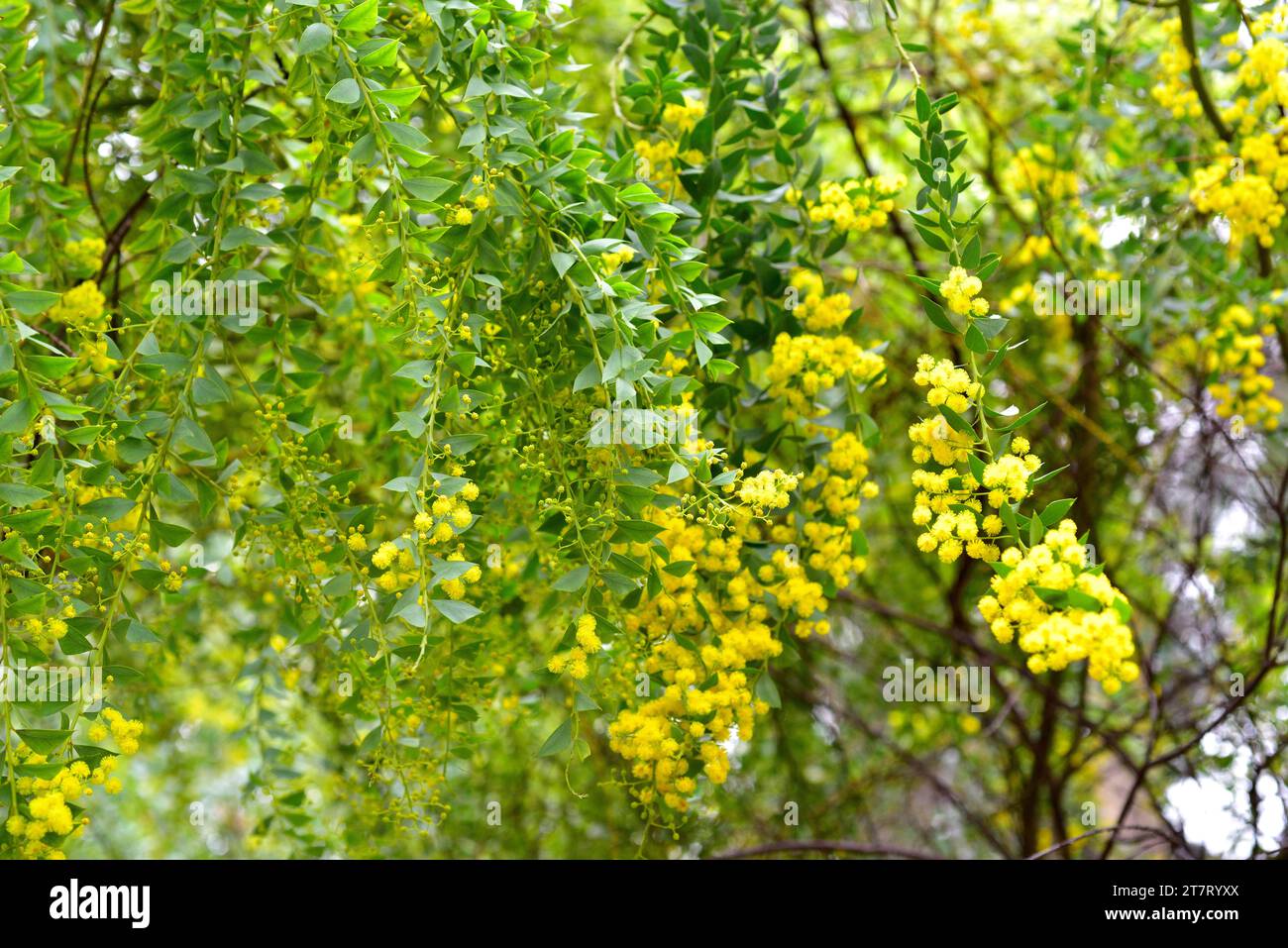 Knife-leaf wattle (Acacia cultriformis) is an evergreen tree native to eastern Australia. Flowers and leaves detail. Stock Photo