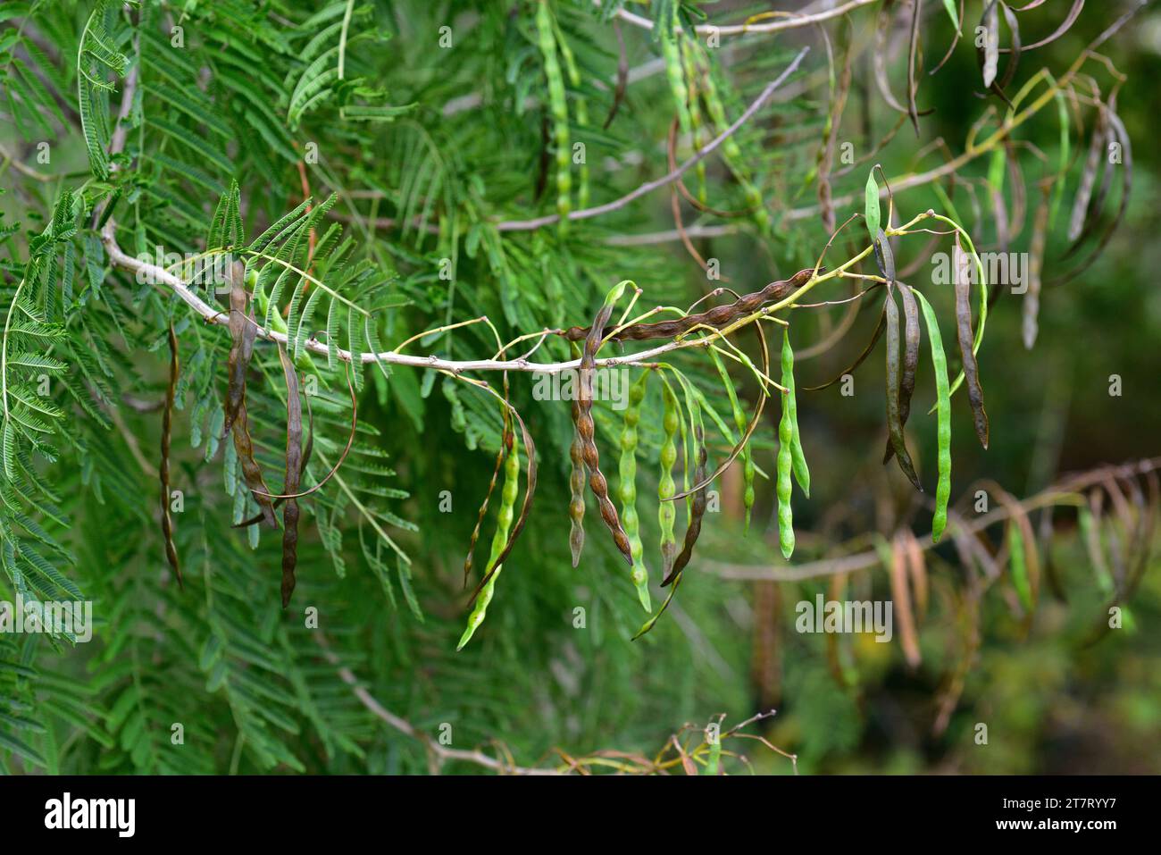 Cork thorn tree (Acacia davyi) is an evergreen small tree native to southern Africa. Fruits and