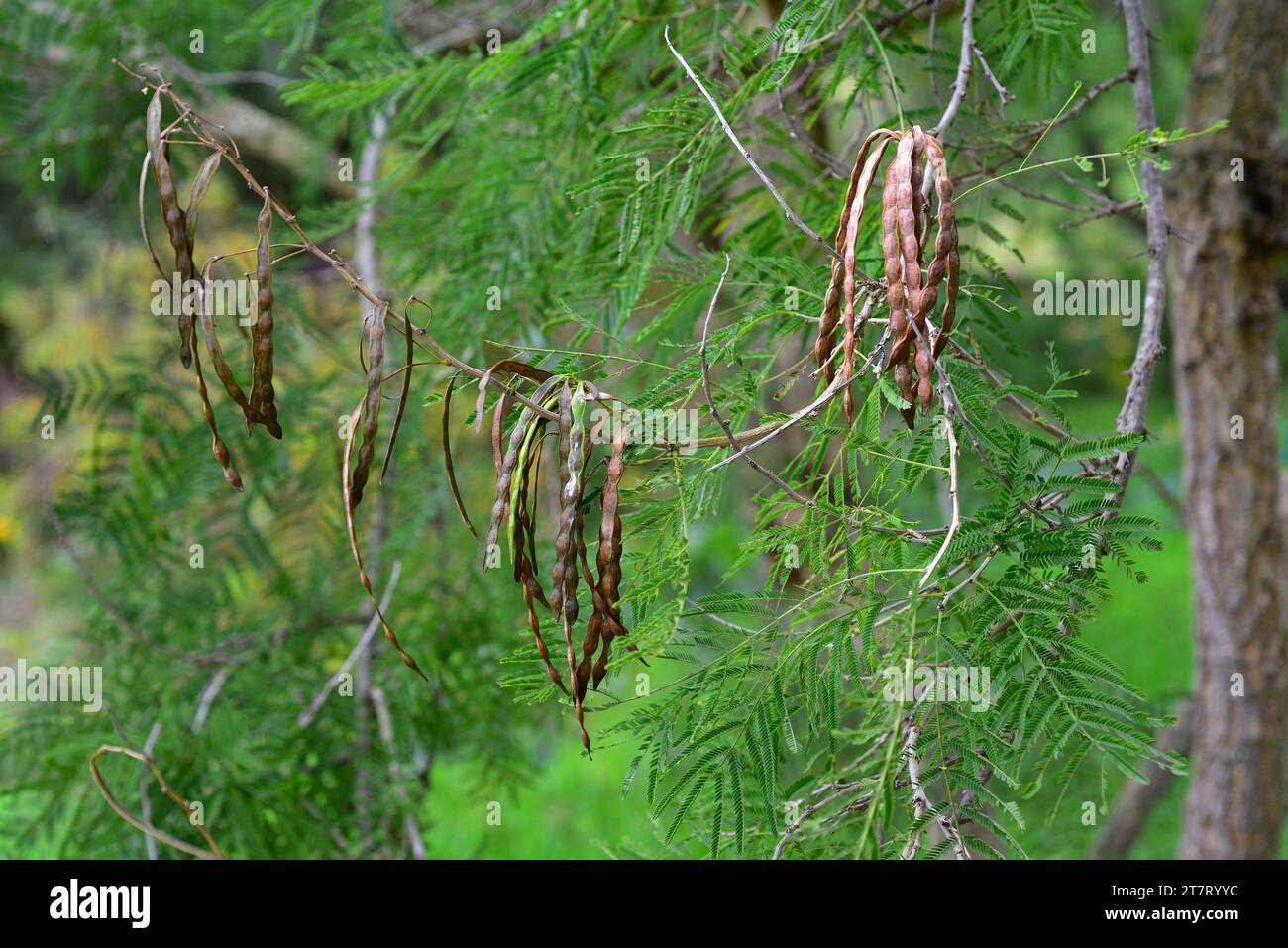 Cork thorn tree (Acacia davyi) is an evergreen small tree native to southern Africa. Fruits and leaves detail. Stock Photo
