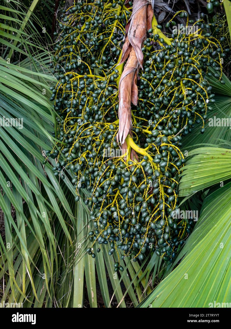 Ryyt Prolifically fruiting Livistona Chinensis. Natural environmental close ...