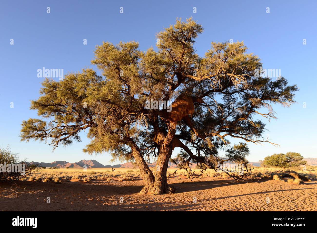 Camel thorn or giraffe thorn (Acacia erioloba or Vachellia erioloba) is an evergreen tree native to southern Africa. This photo was taken ina Namib-Na Stock Photo