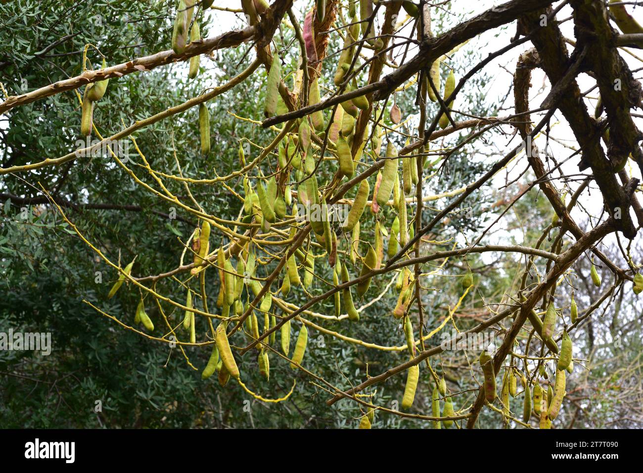 Paperbark thorn (Acacia sieberiana or Vachellia sieberiana) is a medicinal and toxic tree native to sub-saharan Africa. Fruits detail. Stock Photo