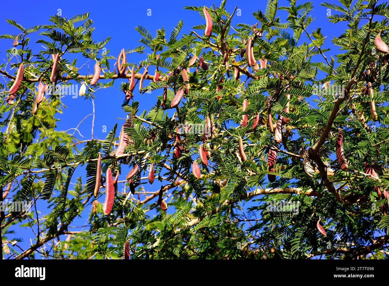 Paperbark thorn (Acacia sieberiana or Vachellia sieberiana) is a medicinal and toxic tree native to sub-saharan region. Fruits and leaves detail. Stock Photo