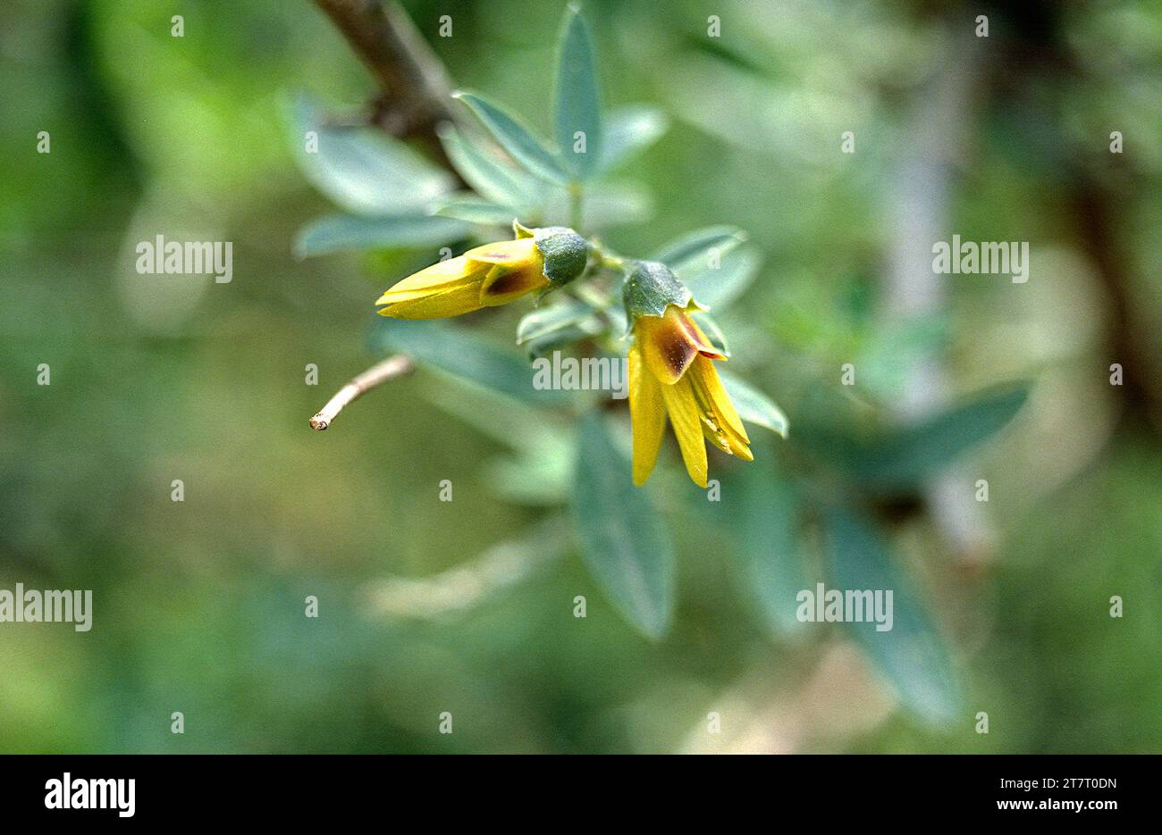 Altramuz del diablo (Anagyris foetida) is a deciduous shrub toxic and medicinal native to Mediterranean basin. Flowers detail. Stock Photo