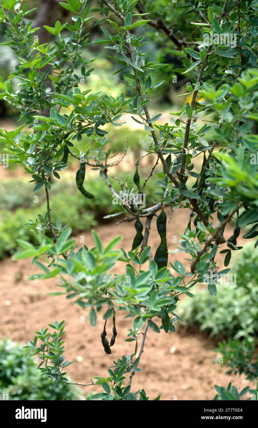 Altramuz del diablo (Anagyris foetida) is a deciduous shrub toxic and medicinal native to Mediterranean basin. Fruits and leaves detail. Stock Photo