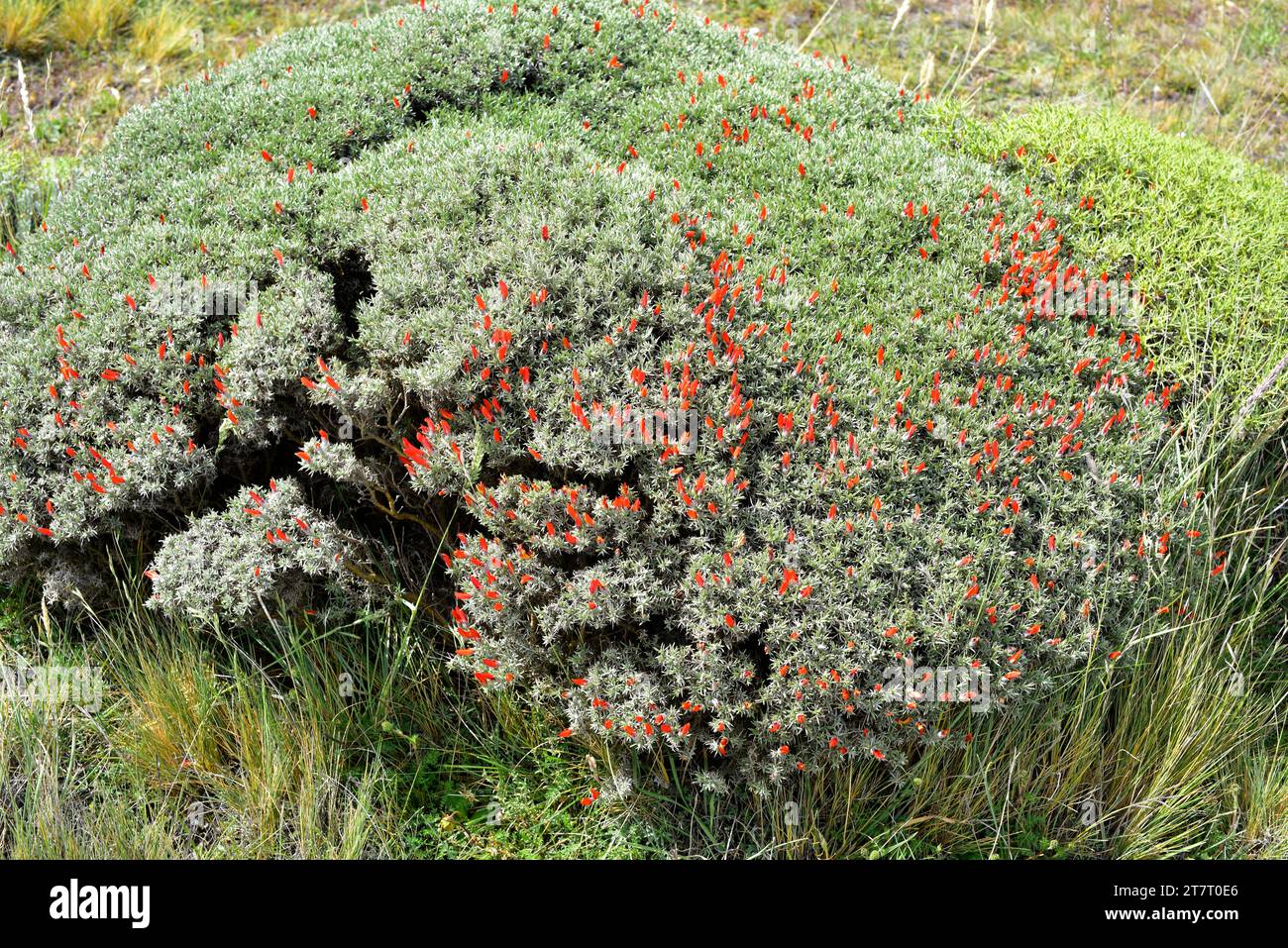 Neneo macho or mata guanaco (Anarthrophyllum desideratum) is a spiny cushion-like shrub native to southern Chile and Argentina. This photo was taken i Stock Photo