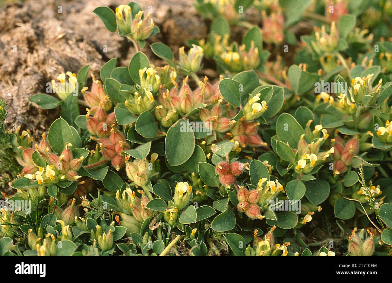 Bladder vetch (Anthyllis tetraphylla or Tripodion tetraphyllum) is an ...