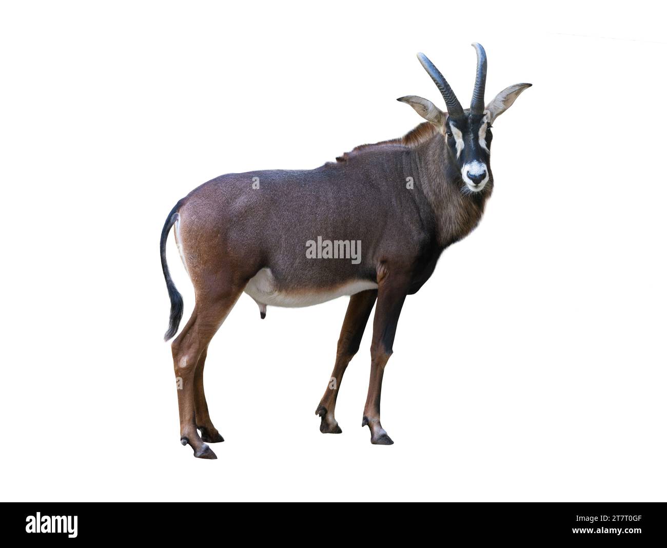 sable antelope isolated on white background Stock Photo - Alamy