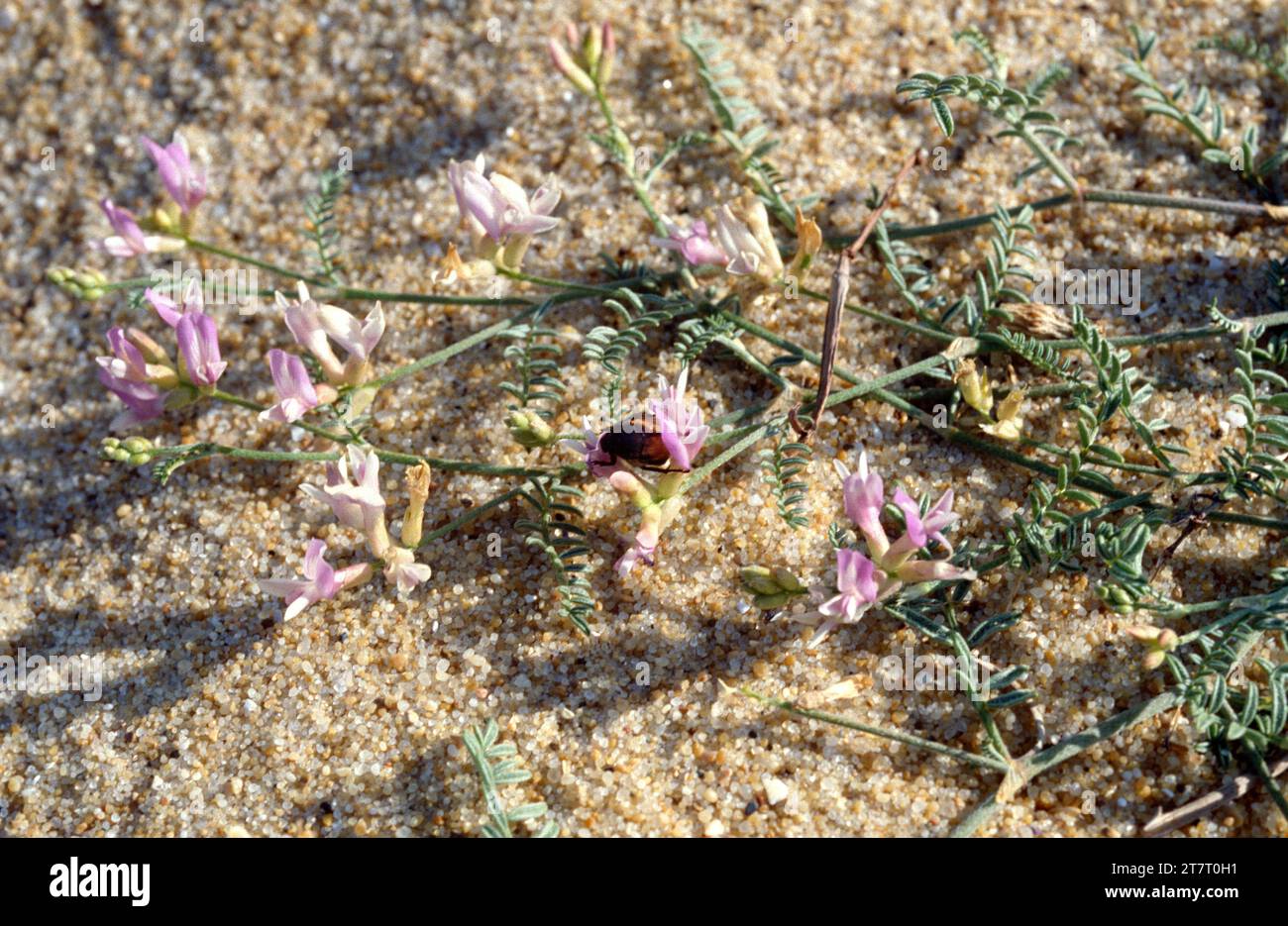 Astragale de Bayonne (Astragalus baionensis) is a perennial herb endemic to Atlantic coasts to France. This photo was taken in Landes, France. Stock Photo