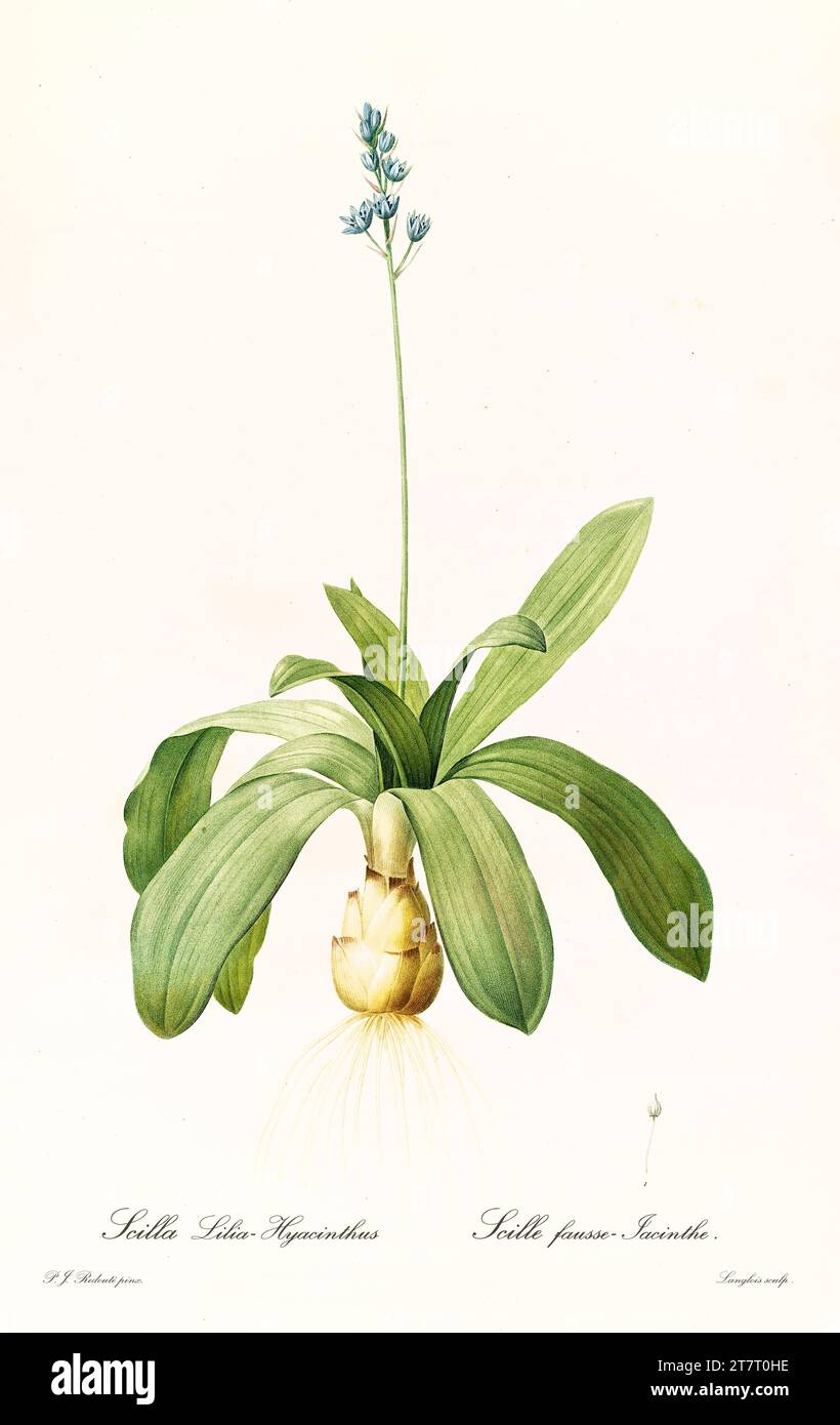 Old illustration of  Pyrenean Squill (Scilla lilio-hyacinthus). Les Liliacées, By P. J. Redouté. Impr. Didot Jeune, Paris, 1805 - 1816 Stock Photo