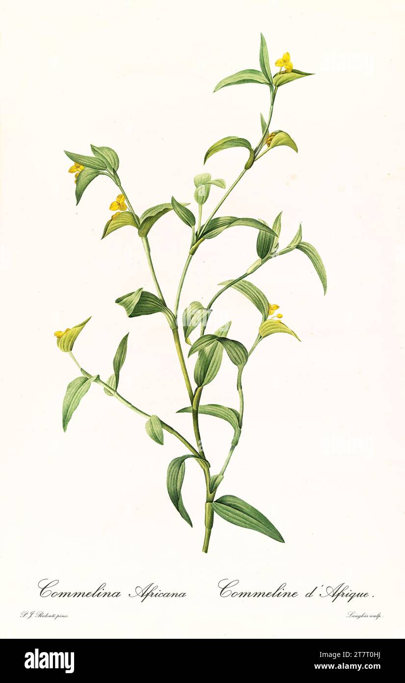 Old illustration of  Common Yellow Commelina (Commelina africana). Les Liliacées, By P. J. Redouté. Impr. Didot Jeune, Paris, 1805 - 1816 Stock Photo