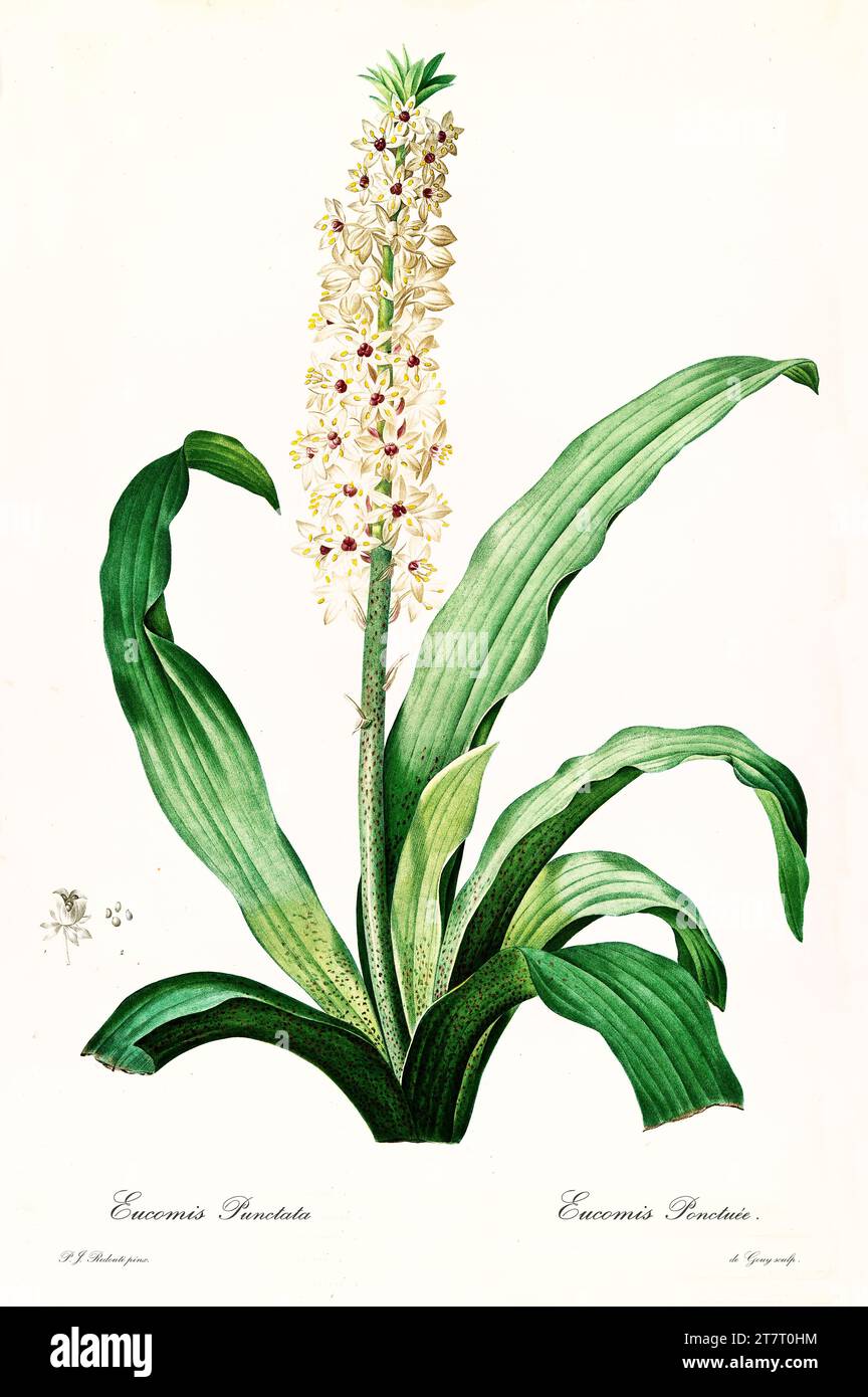 Old illustration of  Pineapple Flower (Eucomis comosa). Les Liliacées, By P. J. Redouté. Impr. Didot Jeune, Paris, 1805 - 1816 Stock Photo
