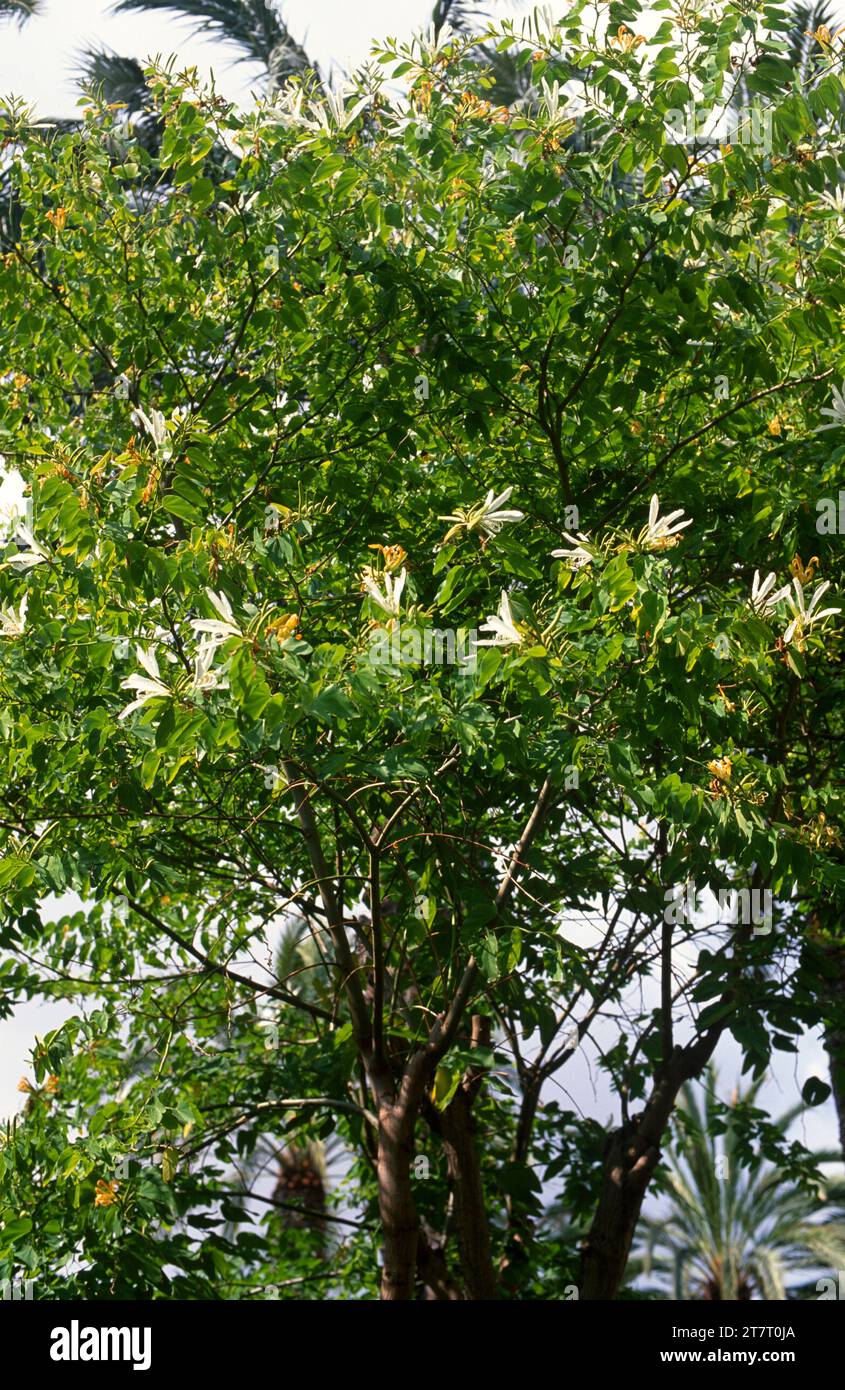 Orchid tree or mountain ebony (Bahuinia variegata) is a deciduous tree native to southern Asia. Stock Photo